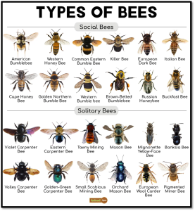 Types of Bees