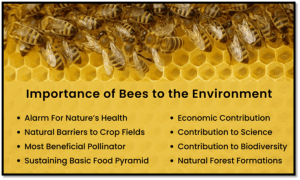 Importance of bees